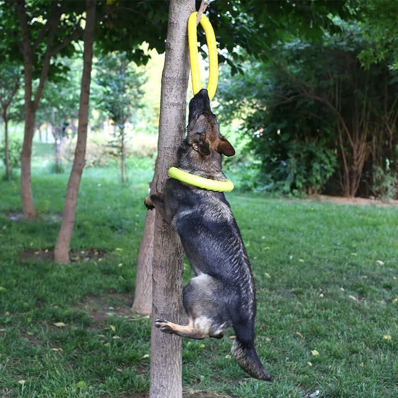 EVA Canine Play Ring