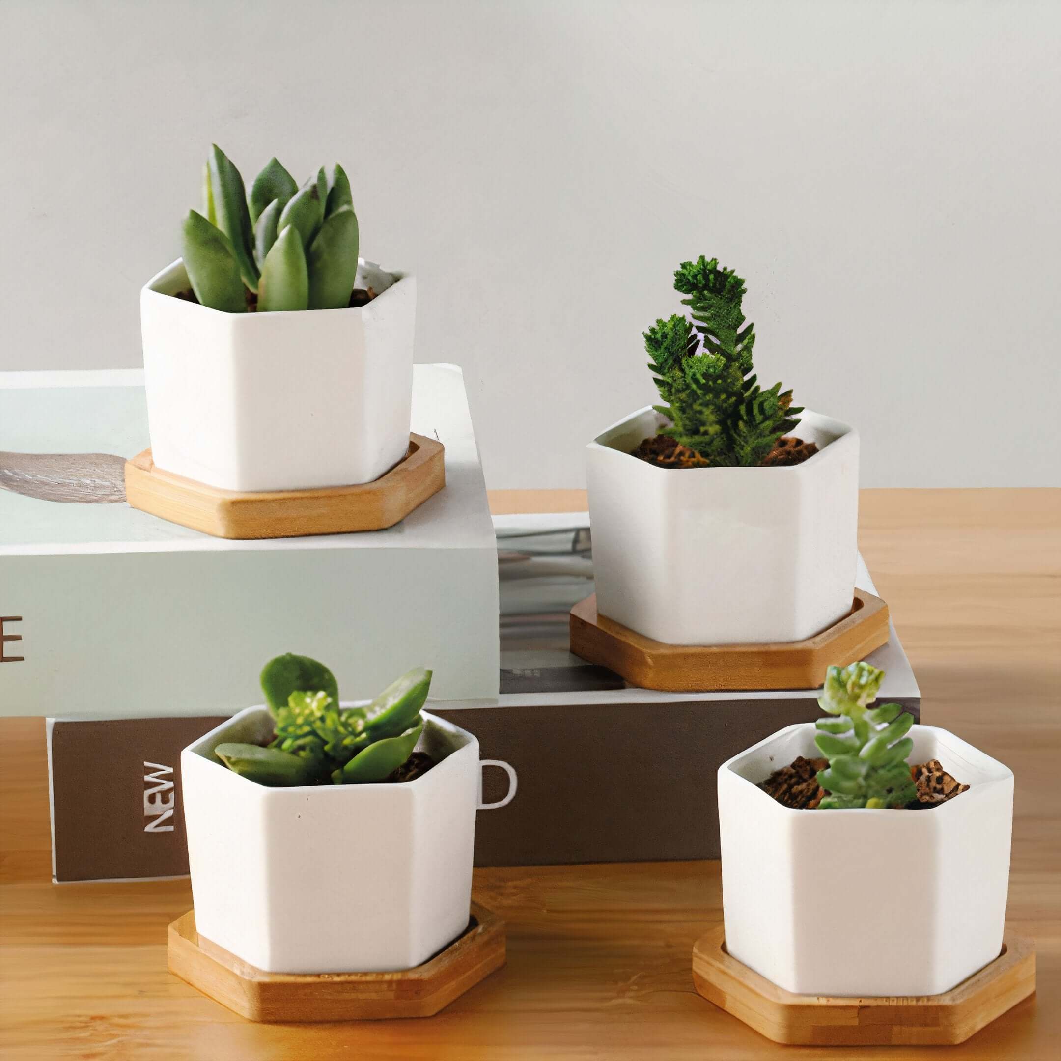 Succulent Trio with Messages - 4" Planters