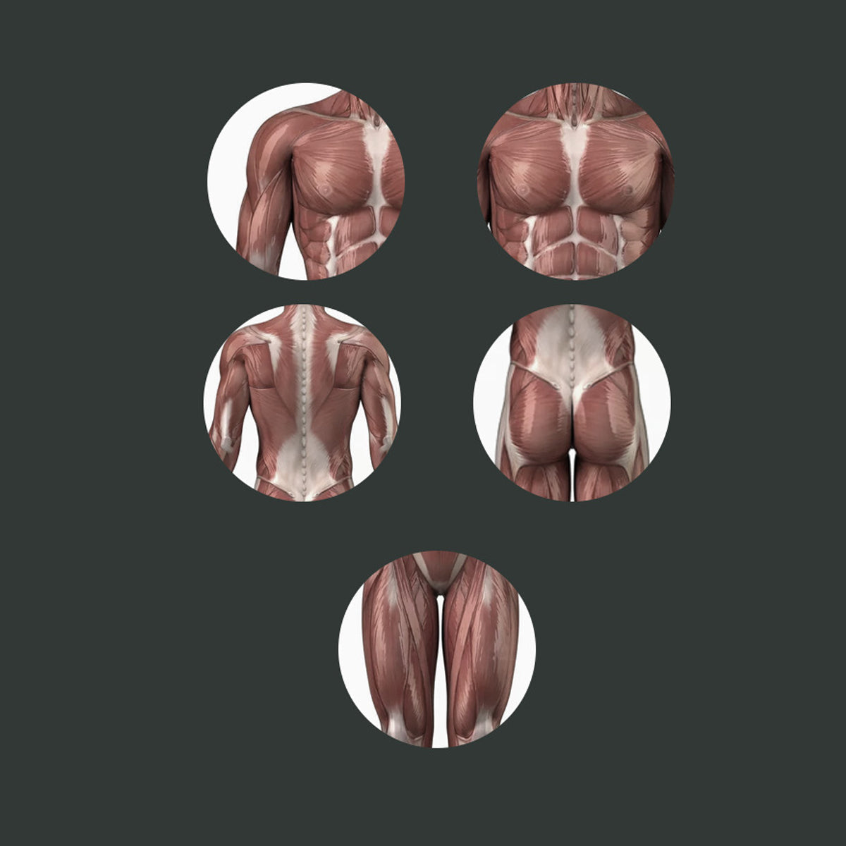 PowerPulse Deep Tissue Massager ChicCharm
