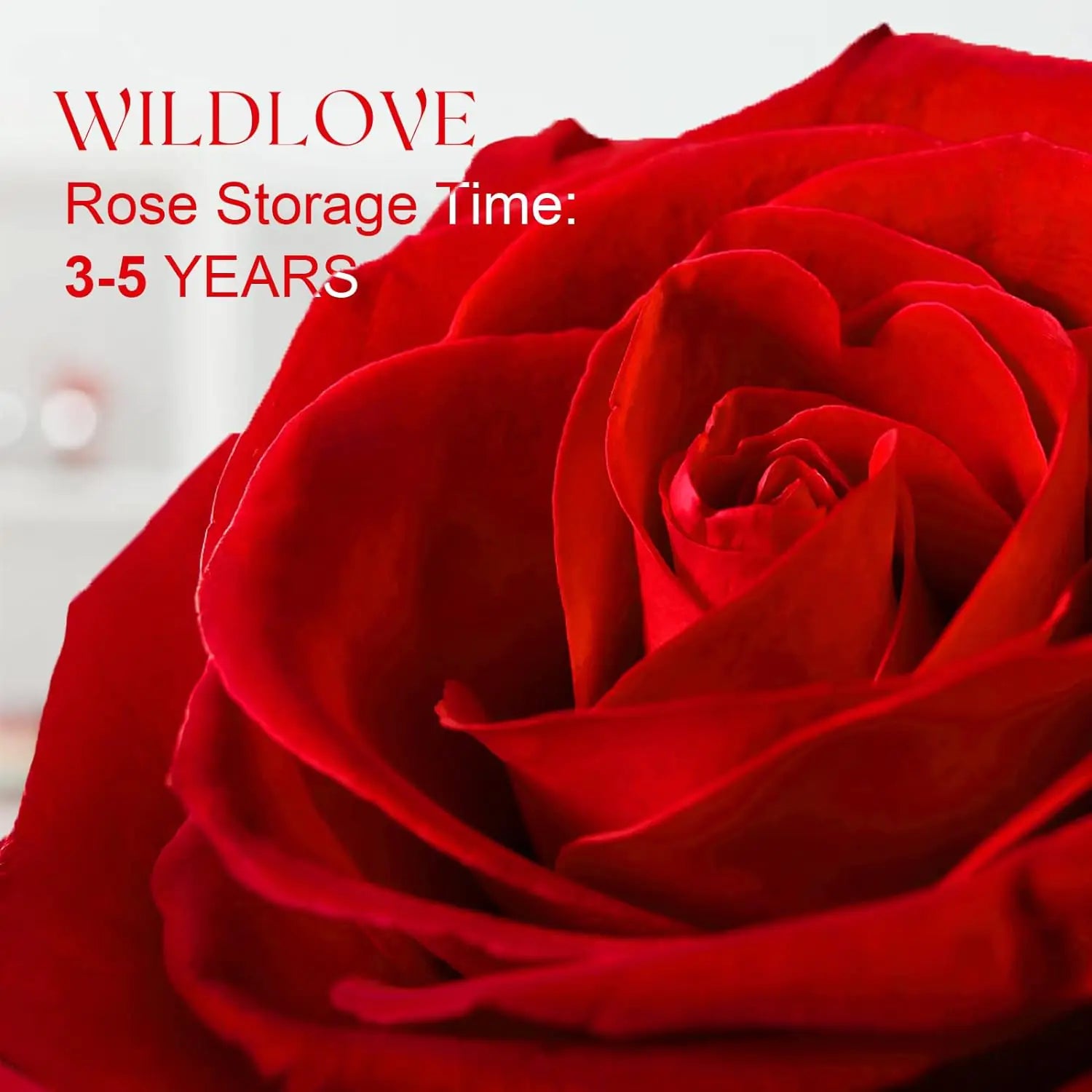 FOREVERLOVE Preserved Rose &amp; Heart Necklace